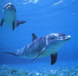 Delfines